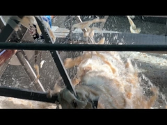 Beef Skin Edible Gelatin Stabilizers Gelatine Hydrolysate Halal